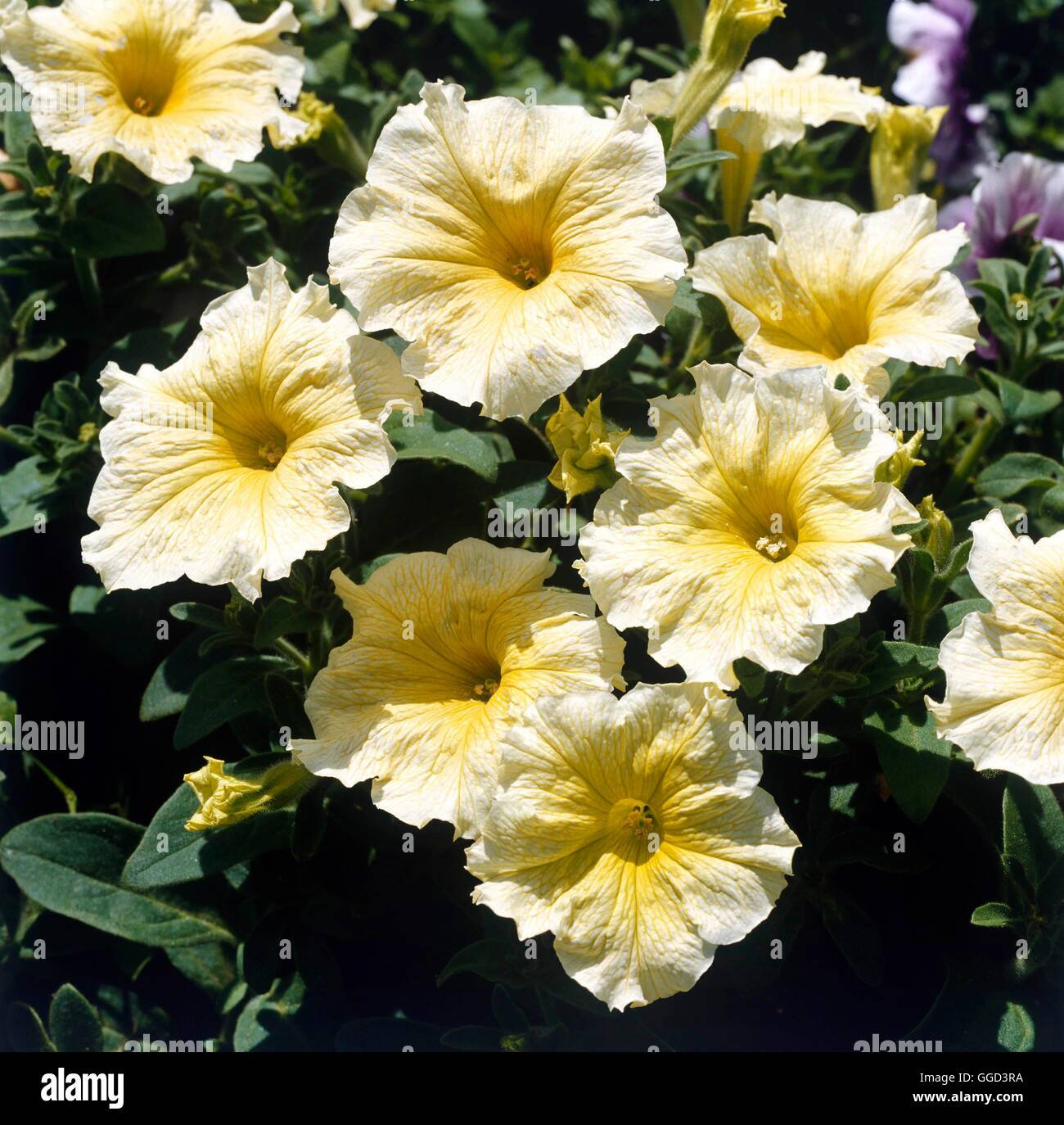 Petunia grandiflora - `Prism Sunshine'. - (Fleuroselect 1998 Gold Medal Winner)   ANN070075     Phot Stock Photo